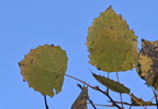 large toothed aspen populus grandidentata farm 2476 8oct24