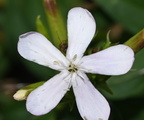 bouncing bet saponaria officinalis farm 2464 8oct24