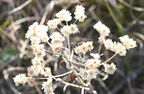 catfoot pseudognaphalium obtusifolium farm 2553 16oct24