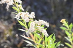 late goldenrod solidago altissima farm 2551 16oct24