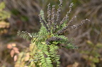 leadplant amorpha canescens farm 2557 16oct24