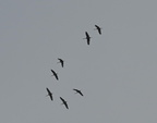 sandhill cranes farm 2654 11nov24