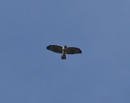 red tailed hawk buteo jamaicensis farm 2646 28oct24