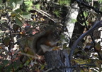 gray squirrel farm 2627 25oct24