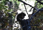 gray squirrel farm 2624 25oct24