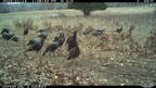 turkeys gold trail camera farm 0285 19nov24