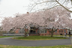 sagamore hill 2046 11apr24