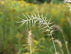 bottlebrush grass elymus hystrix farm 0204 5sep24