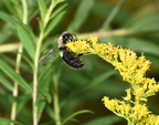 bumblebee tall goldenrod solidago gigantea farm 0215 5sep24