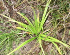 cyrpress-like sedge carex pseudocyperus farm 0217 5sep24