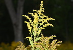 goldenrod solidago canadensis farm 0211 5sep24