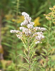 tall goldenrod solidago gigantea farm 0200 5sep24