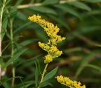 tall goldenrod solidago gigantea farm 0216 5sep24