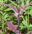 white vervian verbena urticifolia farm 0209 5sep24